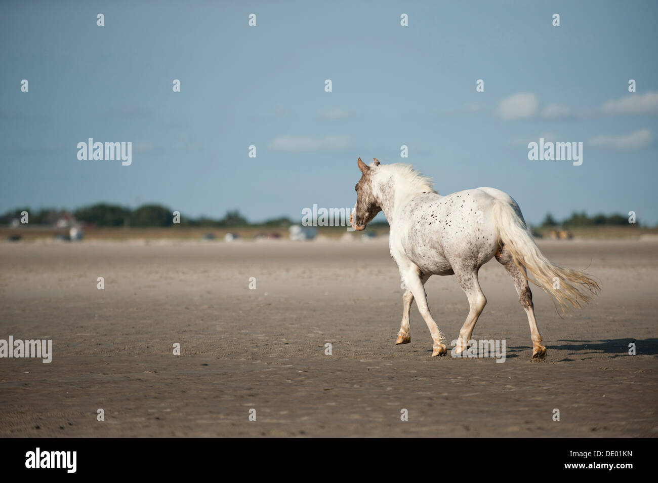 Pony-Trabrennen am Strand, St. Peter-Ording, Schleswig-Holstein Stockfoto