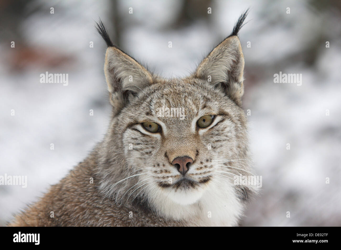 Eurasischer Luchs (Lynx Lynx), Porträt, in Gefangenschaft Stockfoto Eurasischer Luchs (Lynx Lynx), Porträt, in Gefangenschaft Stockfoto
