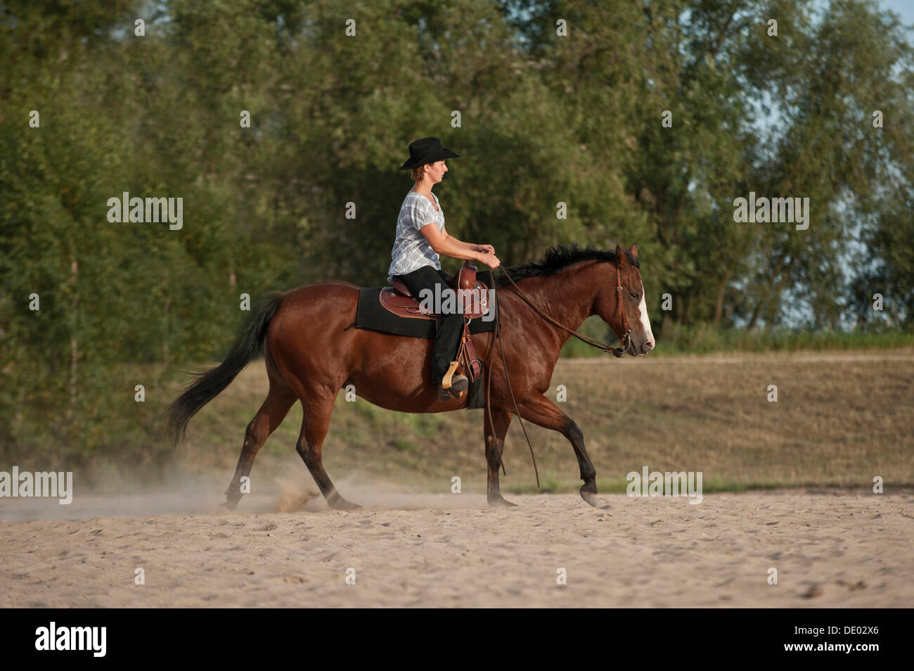 Frau auf einem galoppierenden Pferd Viertel Stockfoto