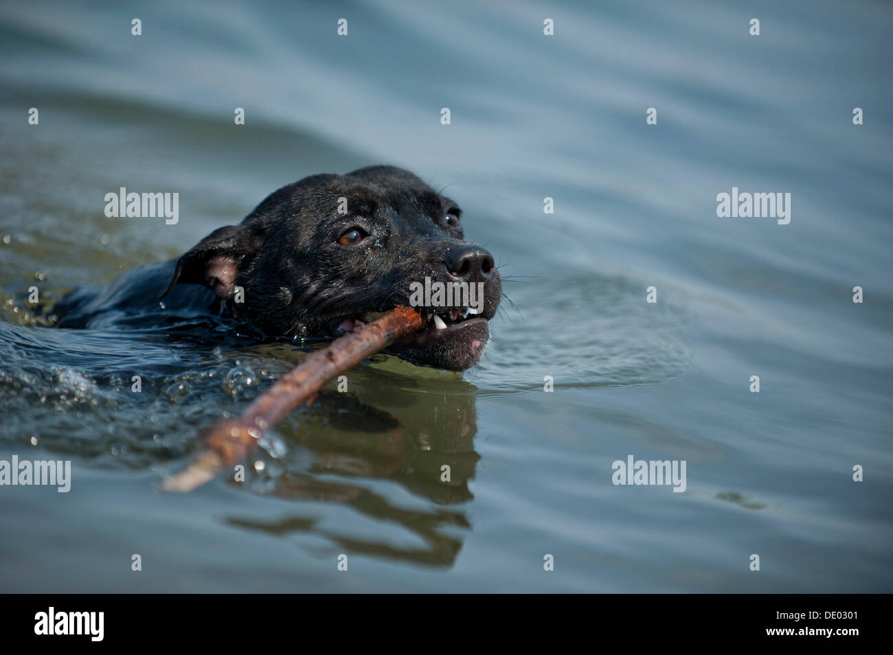 Alte englische Staffordshire Bull Terrier Hund holen einen Stock im Wasser Stockfoto