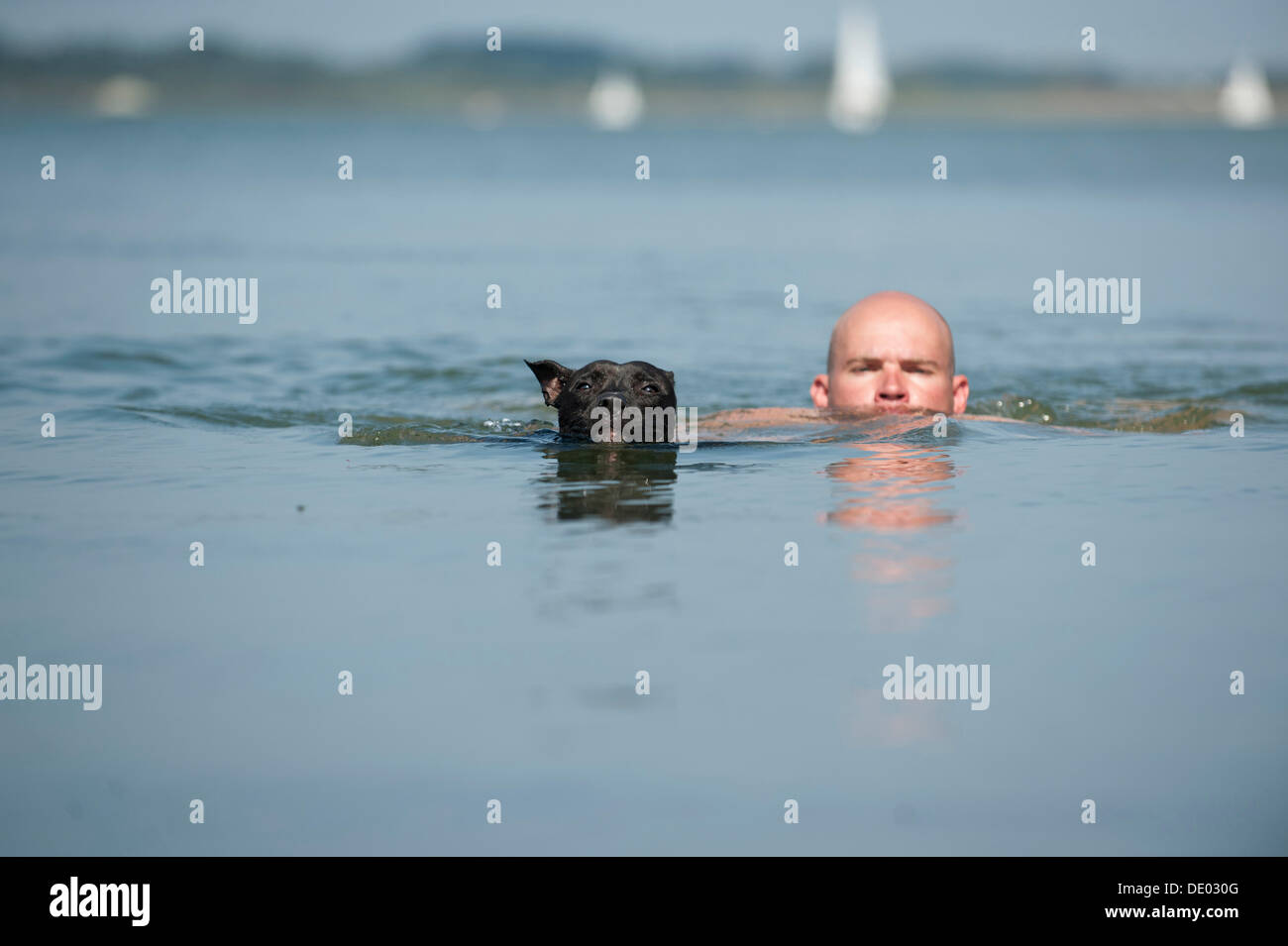 Ein Mann und ein Hund schwimmen in einem See, alte englische Staffordshire Bull Terrier Stockfoto
