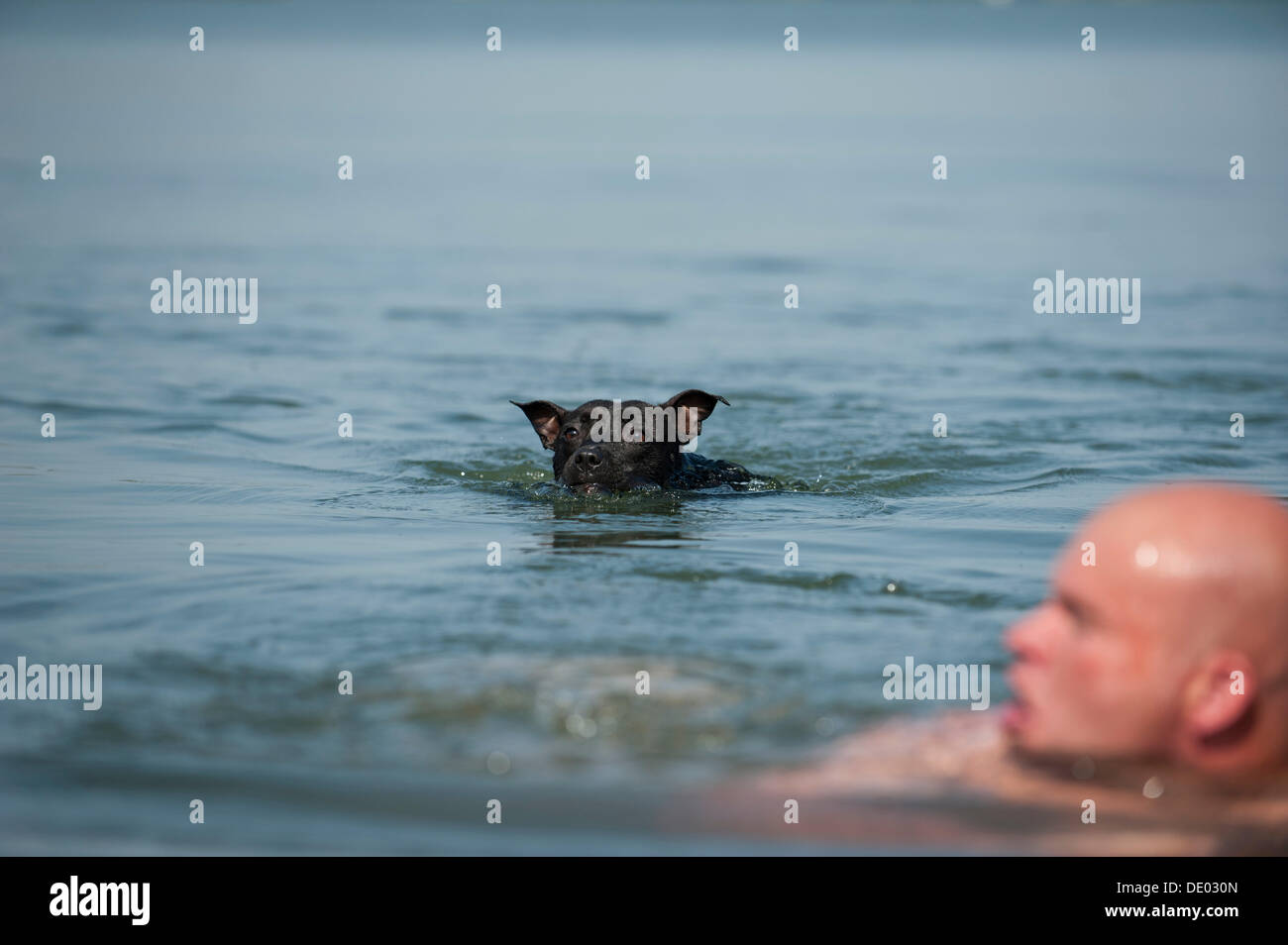 Ein Mann und ein Hund schwimmen in einem See, alte englische Staffordshire Bull Terrier Stockfoto