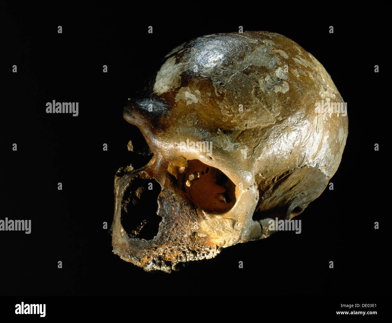 Neandertaler Schädel von Guattari Cave, Italien, c50, 000 BC. Künstler: Werner Forman Stockfoto