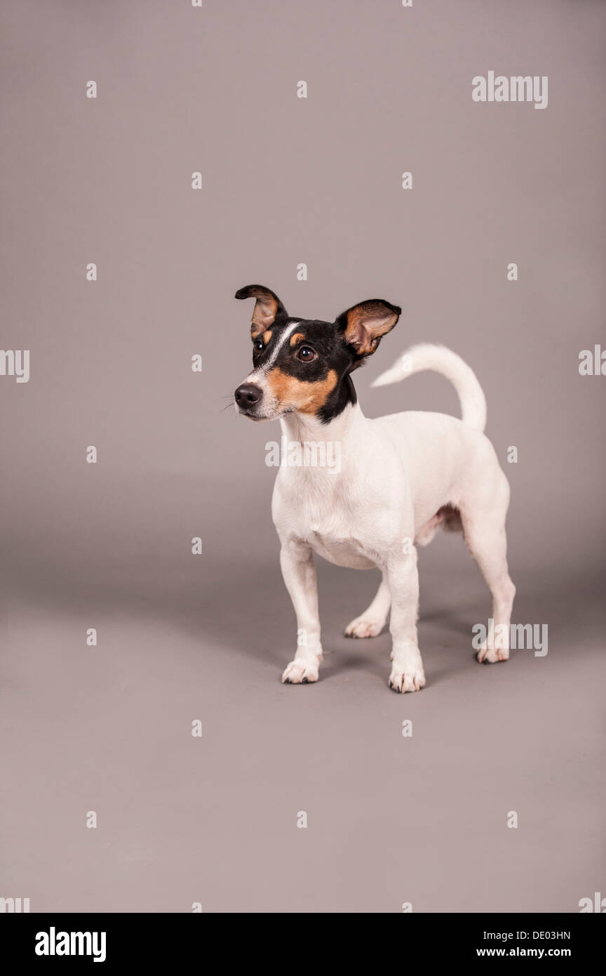 Jack Russell Terrier, stehend Stockfoto