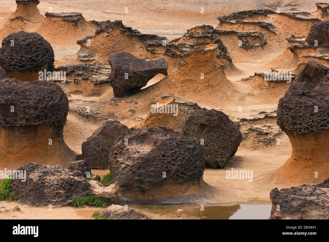 Felsformationen im Yeliou Nationalpark in Taiwan, China, Asien Stockfoto