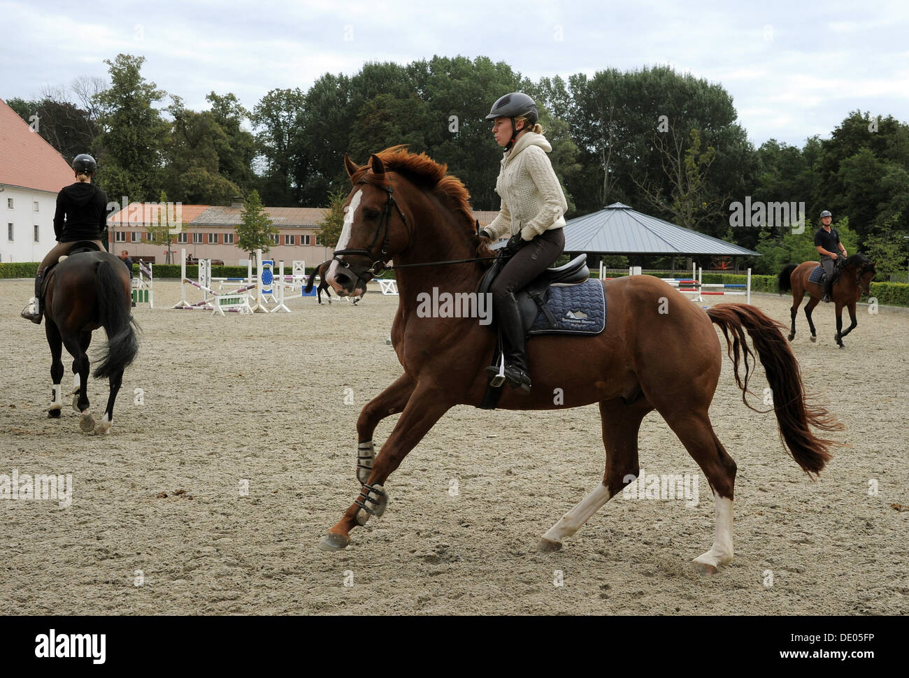 Drei und vier Jahre alten Stollen sind für eine Prüfung auf Brandenburger Landes- und wichtigsten Gestüt (Brandenburgisches Haupt-Und Landesgestuet) in Neustadt/Dosse, Deutschland, 27. August 2013 vorbereitet. Pferde sind auf dem 400 Hektar großen Bauernhof seit 220 Jahren gezüchtet. Foto: Bernd Settnik Stockfoto