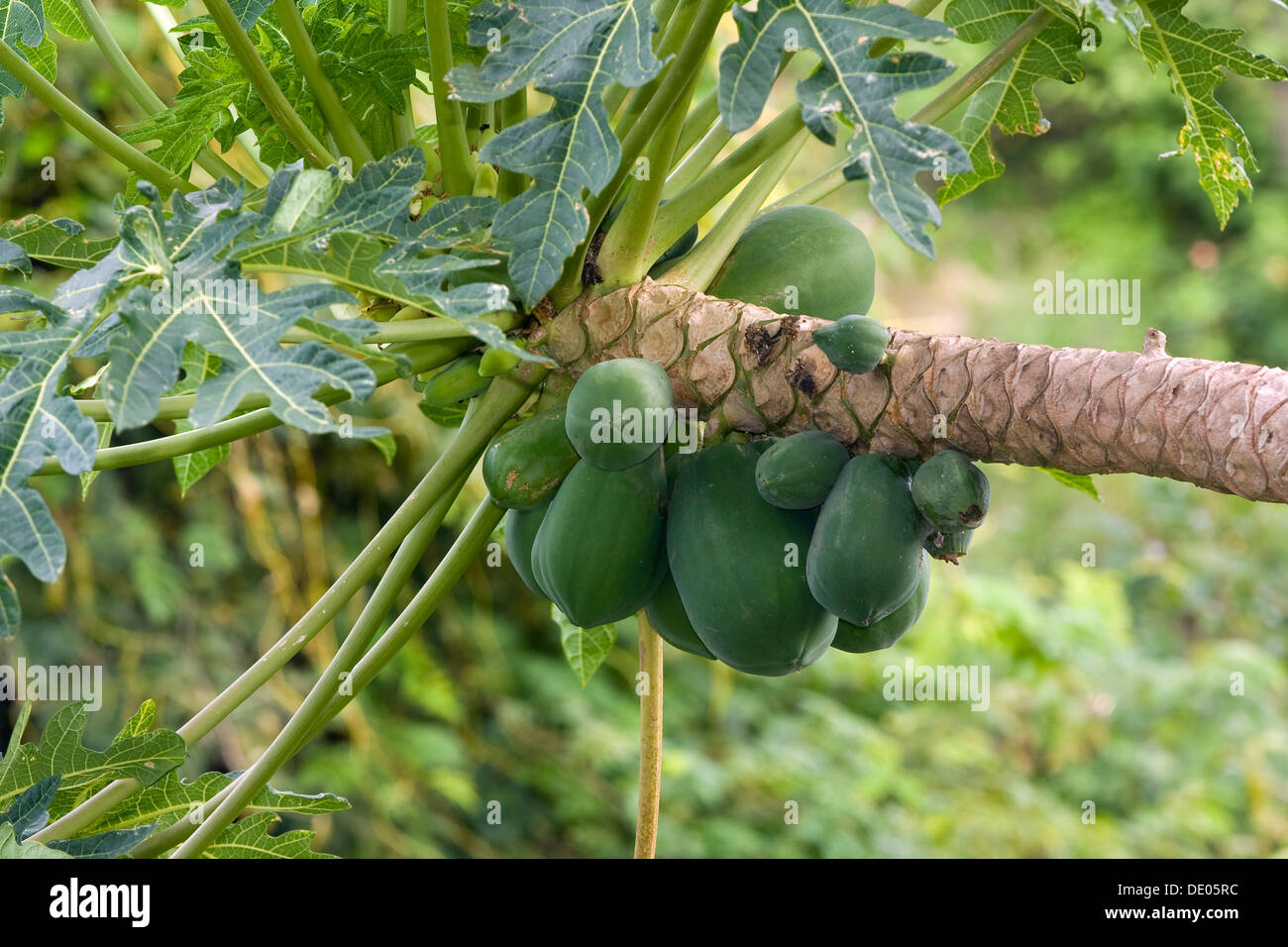 Papaya, Papaya oder Papaya (Carica Papaya), Vietnam, Asien Stockfoto