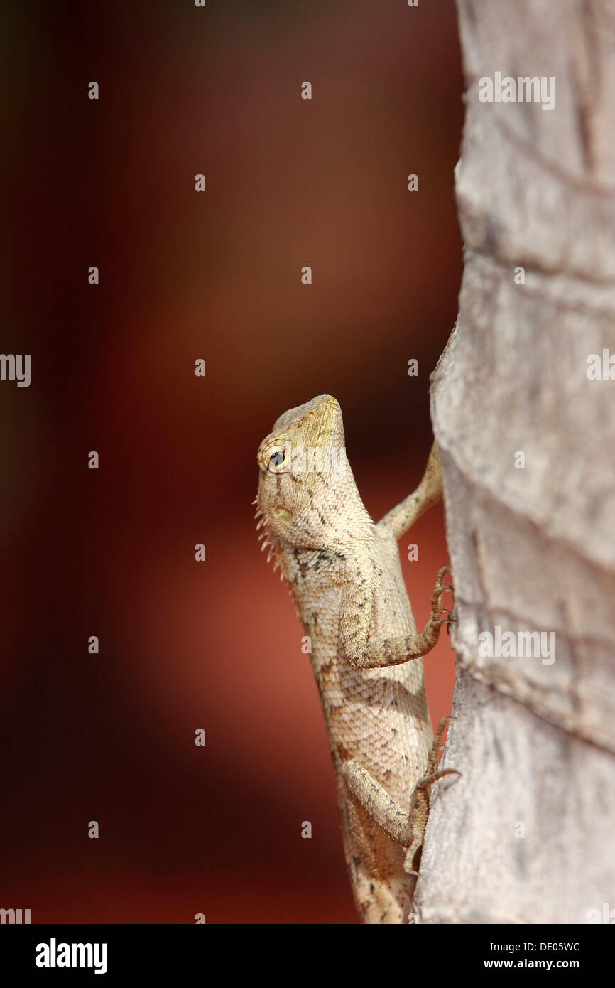 Geckos (Gekkonidae), Mui Ne, Vietnam, Asien Stockfoto