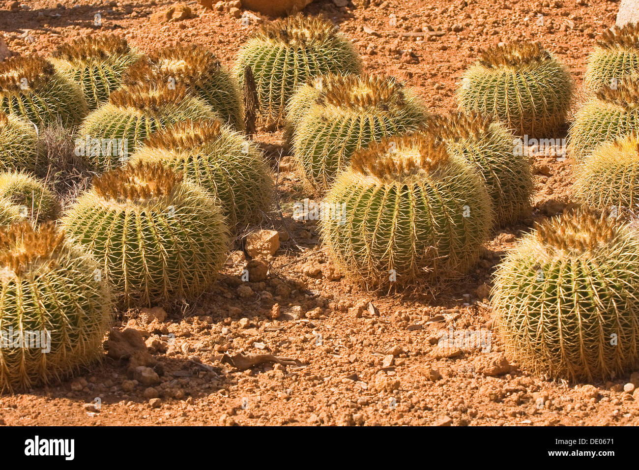 Golden Barrel Cactus, goldene Kugel oder Mutter-in-Law Kissen (Echinocactus Grusonii), Botanicactus Park, Mallorca Stockfoto