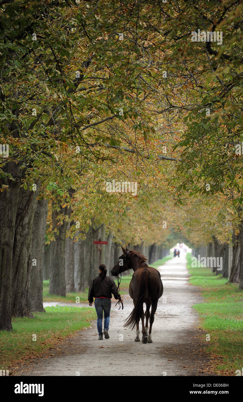 Ein Bräutigam geht durch eine Allee von Bäumen zwischen Stall und Reiten mit einem Pferd auf Brandenburger Landes- und wichtigsten Gestüt (Brandenburgisches Haupt-Und Landesgestuet) in Neustadt/Dosse, Deutschland, 27. August 2013. Pferde sind auf dem 400 Hektar großen Bauernhof seit 220 Jahren gezüchtet. Foto: Bernd Settnik Stockfoto