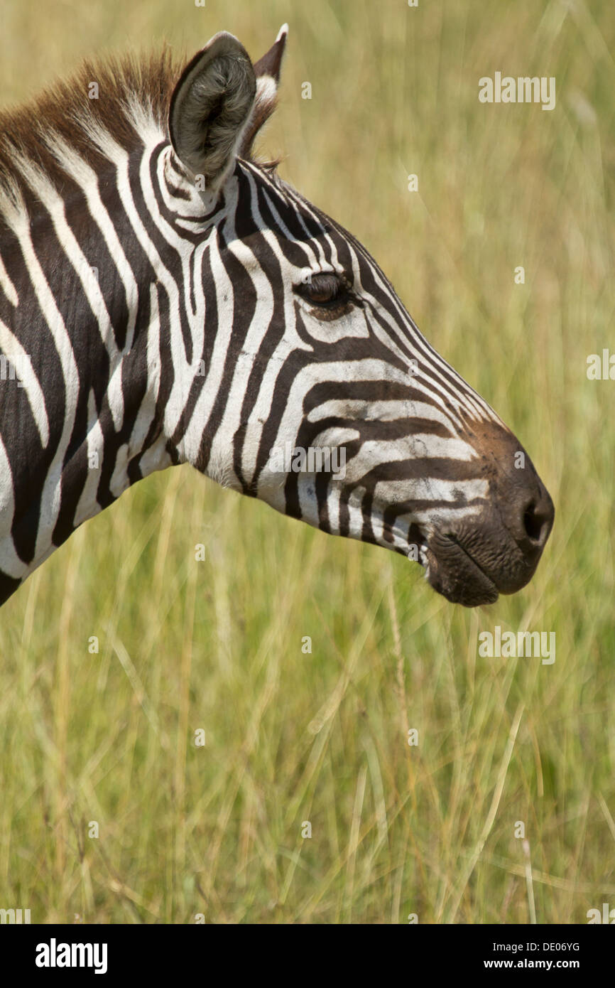Gemeinsamen Zebra [Equus Quagga], Masai Mara, Kenia. Stockfoto