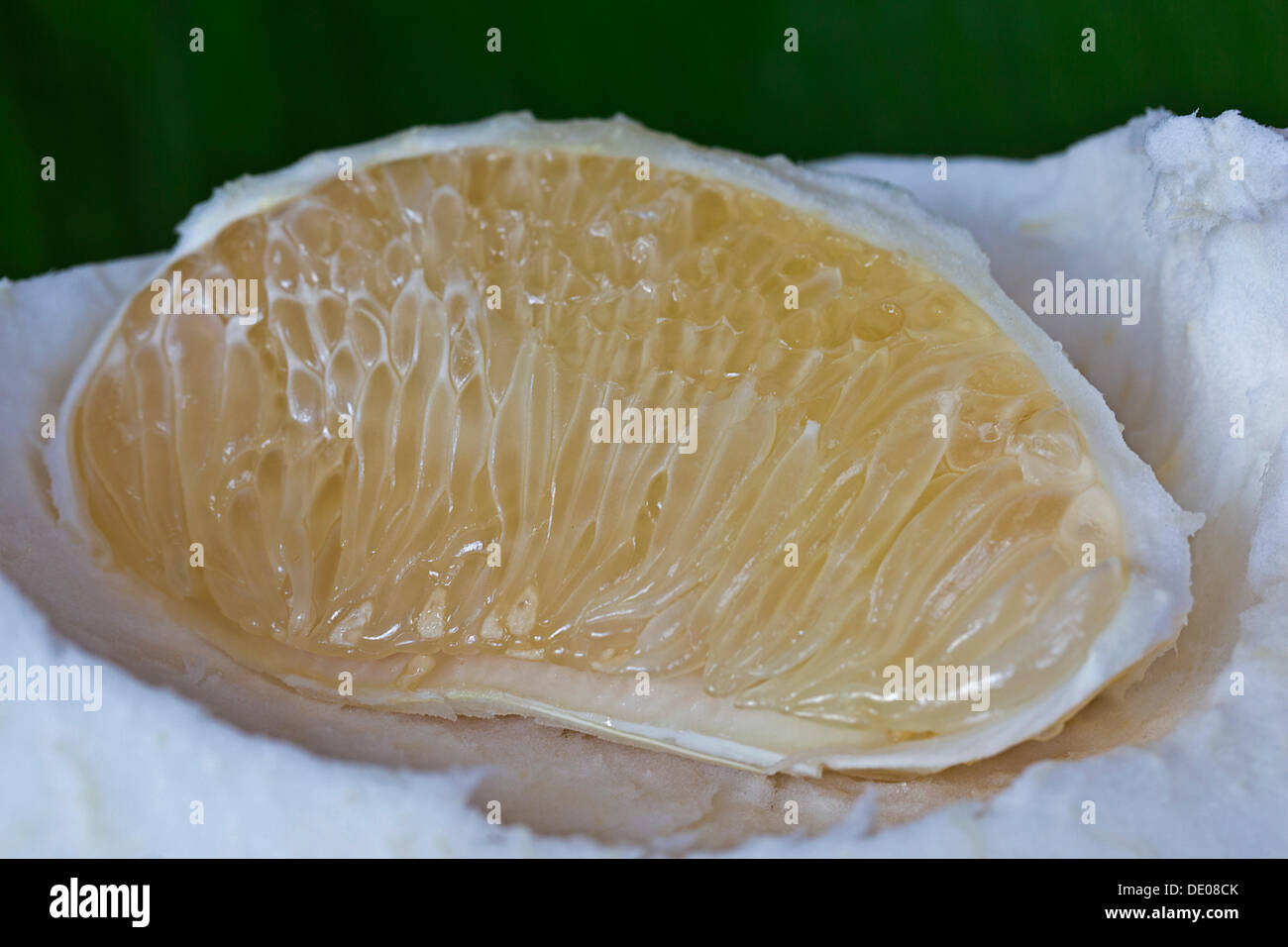 Segment der eine Pomelo Frucht Stockfoto