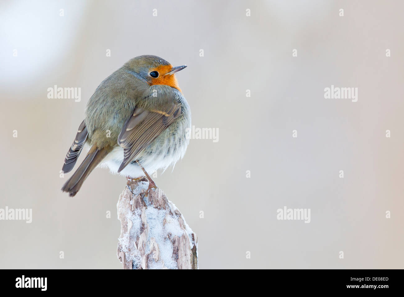 Robin (Erithacus Rubecula) Stockfoto