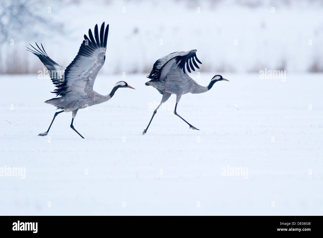 Zwei Kraniche (Grus Grus) auf einem schneebedeckten Feld vor dem Start Stockfoto