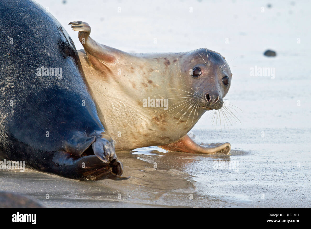 Graue Dichtung (Halichoerus Grypus), weibliche slapping Fin auf eine männliche Dichtung hinten Stockfoto