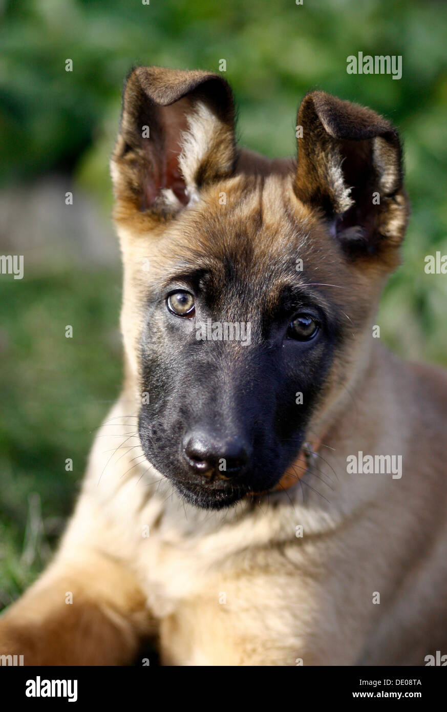 Malinois mix -Fotos und -Bildmaterial in hoher Auflösung – Alamy