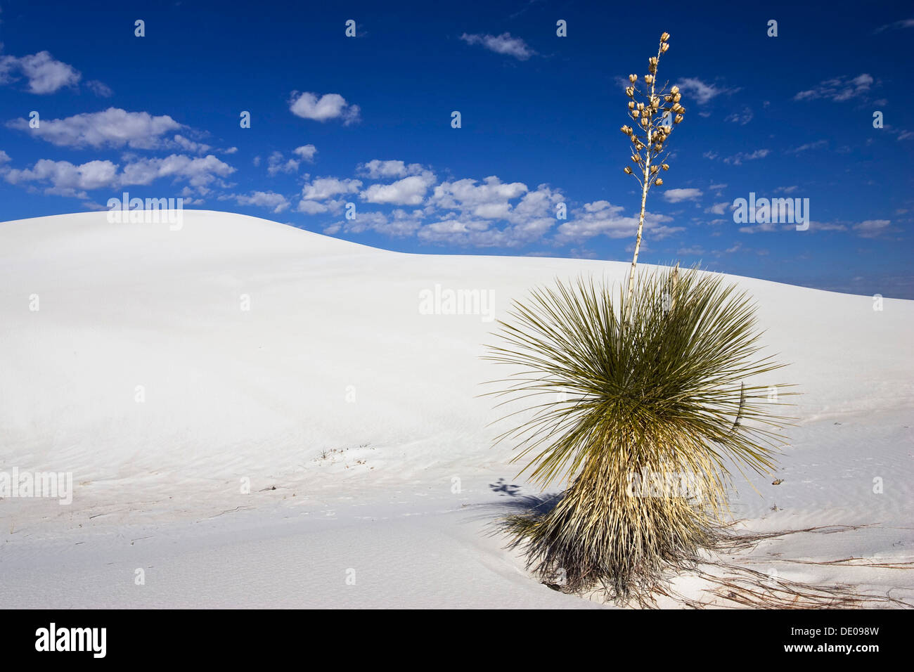Soaptree Yucca (Yucca Elata) in Dünen, White Sands National Monument, New Mexico, USA, Nordamerika Stockfoto