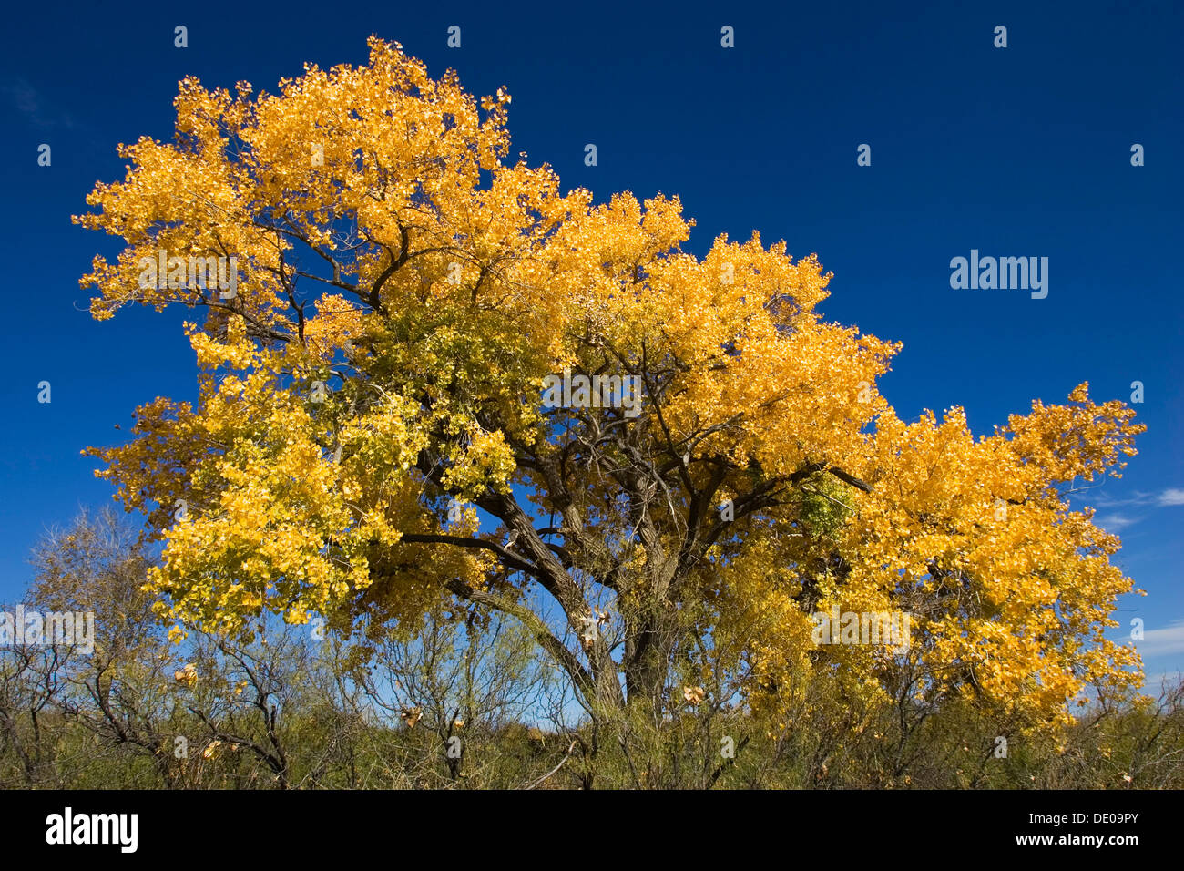 Fremont Cottonwood (Populus Fremontii) im Herbst, Herbst Farbe, Bosque del Apache Wildlife Refuge, New Mexico, Nordamerika Stockfoto