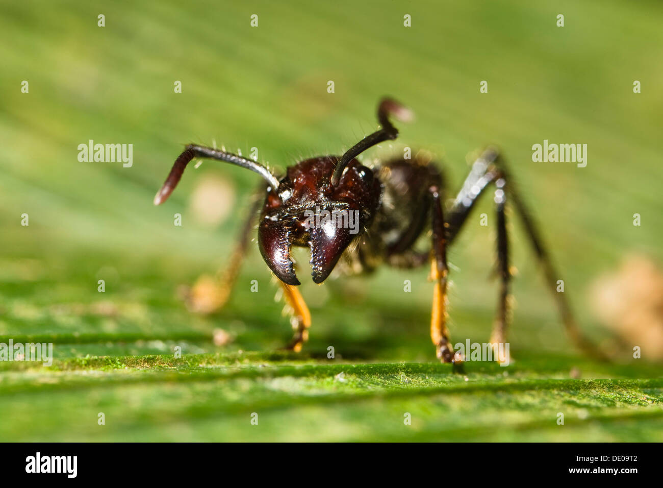 Bullet Ant (Paraponeragroße Clavata) im Tiefland-Regenwald, Braulio Carrillo Nationalpark, Costa Rica, Mittelamerika Stockfoto