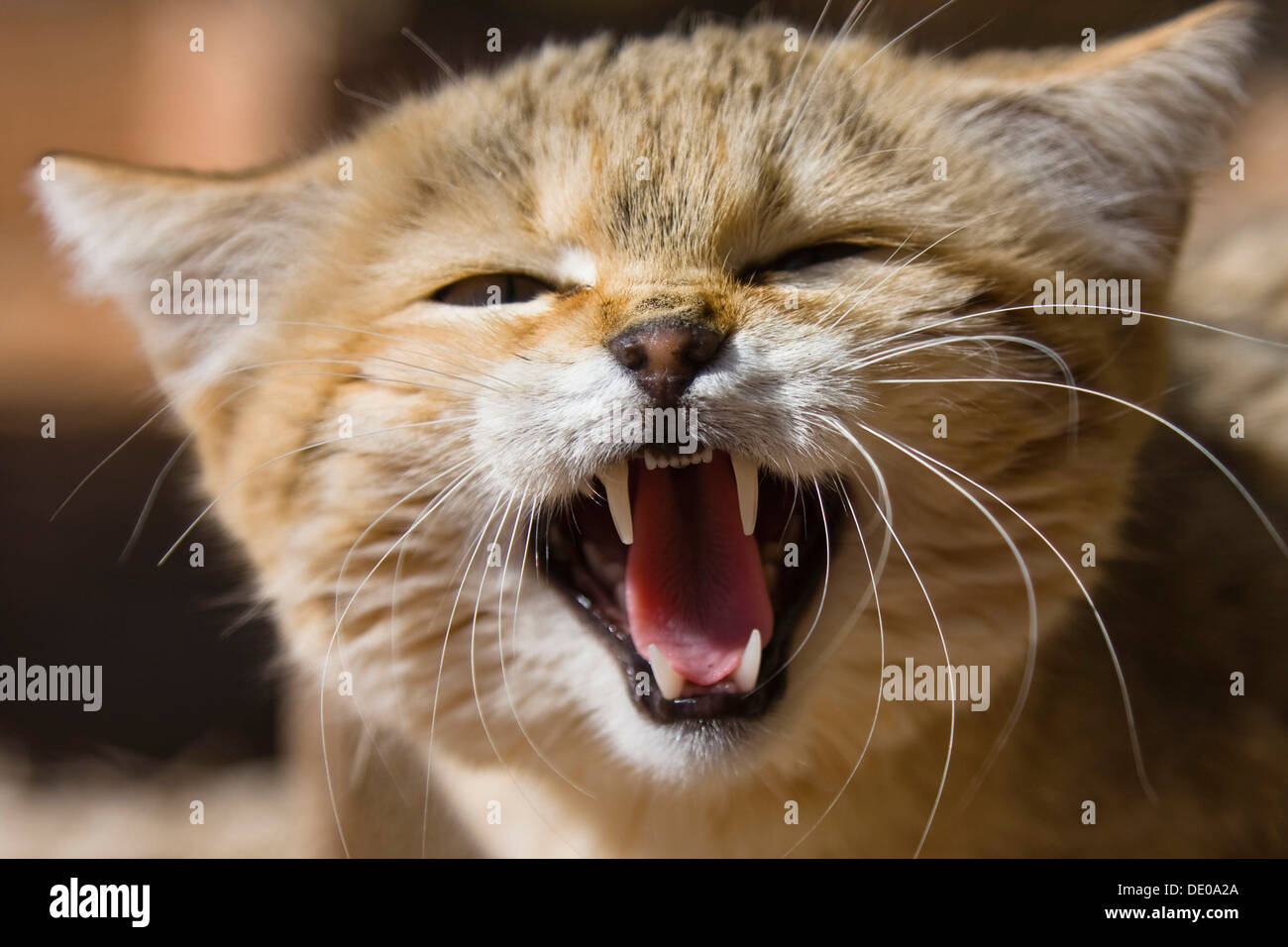 Afrikanische Wildkatze (Felis Silvestris Lybica), Knurren, Libyen, Nordafrika, Afrika Stockfoto