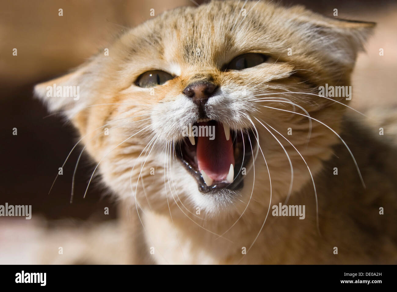 Afrikanische Wildkatze (Felis Silvestris Lybica), Knurren, Libyen, Nordafrika, Afrika Stockfoto