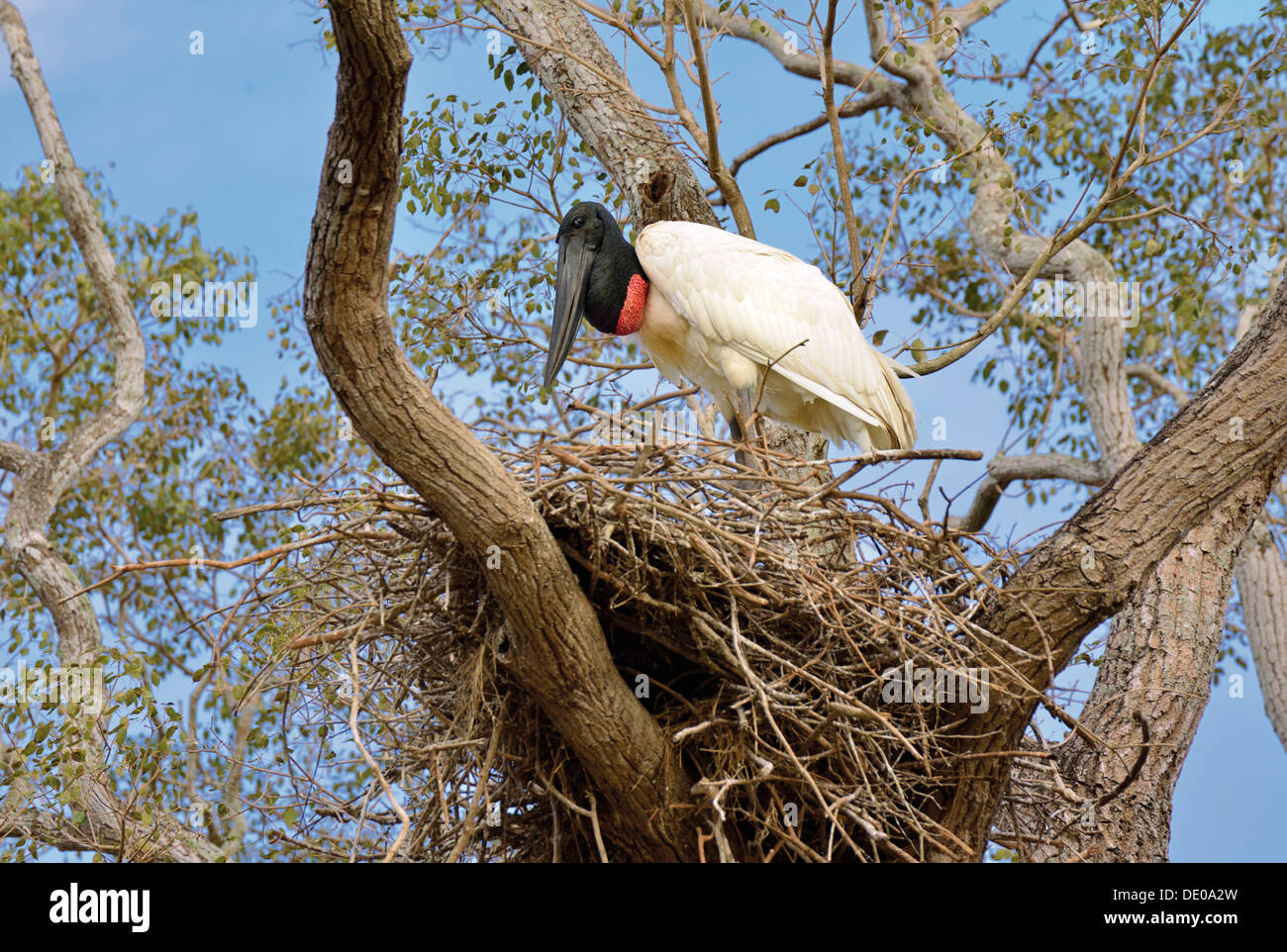 Brasilien, Pantanal: Jabiru Storch (Jabiru Mycteria) in seinem nest Stockfoto