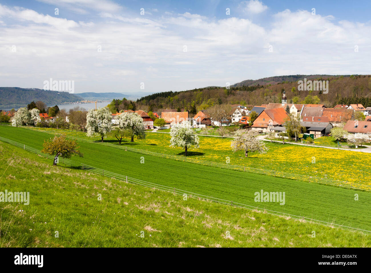 Hoedingen am Bodensee mit Obstbäume in voller Blüte, Bodensee District, Baden-Württemberg, PublicGround Stockfoto