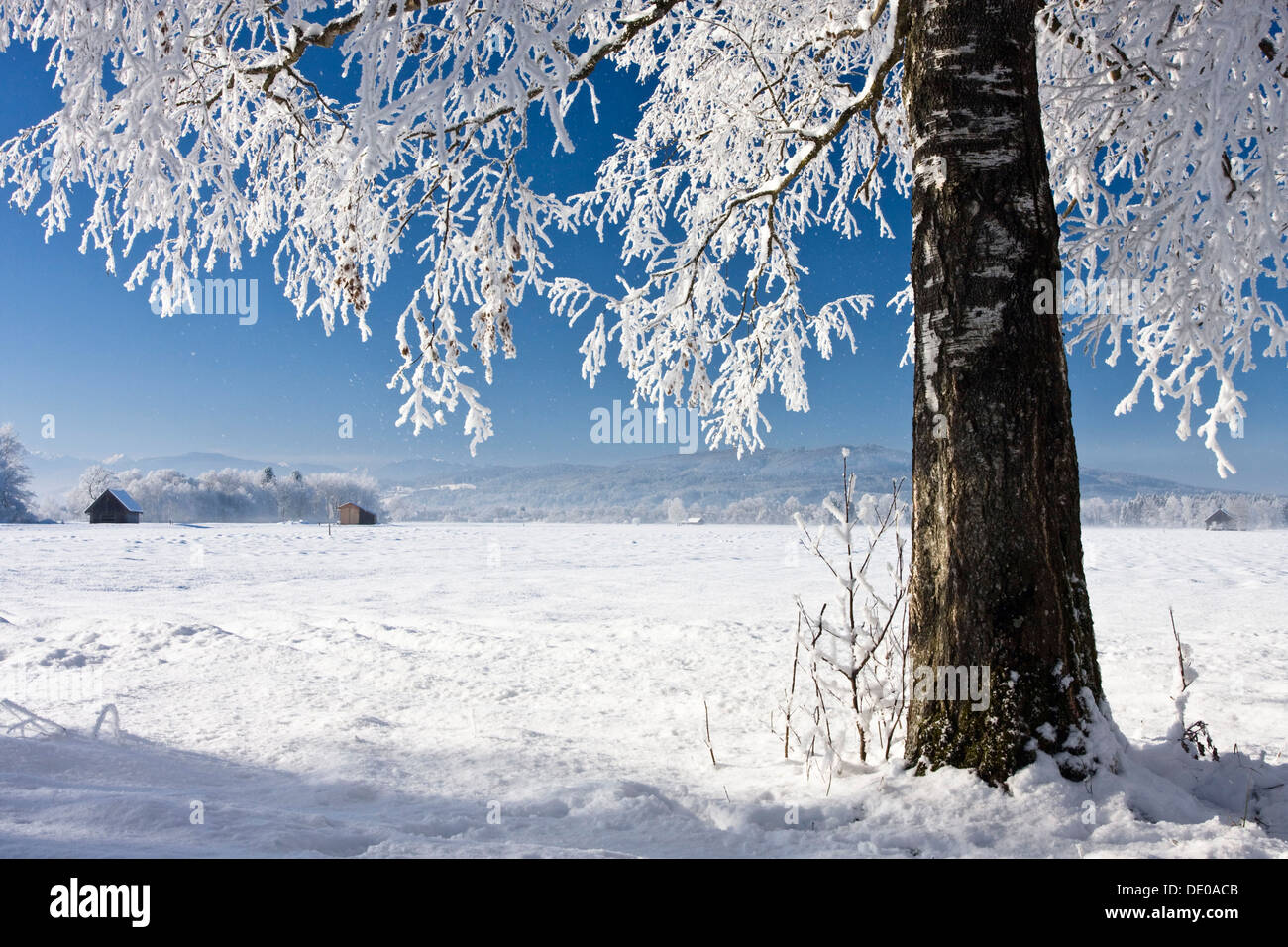 Winterlandschaft mit einer Birke in der Nähe von Benediktbeuern, Oberbayern Stockfoto