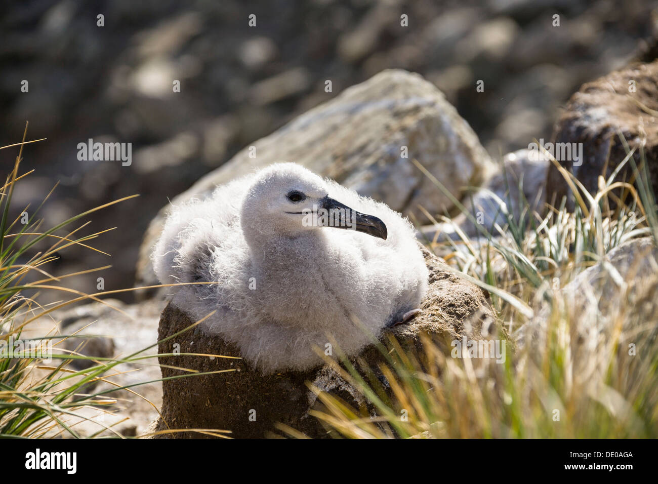 Junge Black-browed Albatros (Diomedea Melanophrys) auf ein Nest, Falkland-Inseln Subantarktis Stockfoto