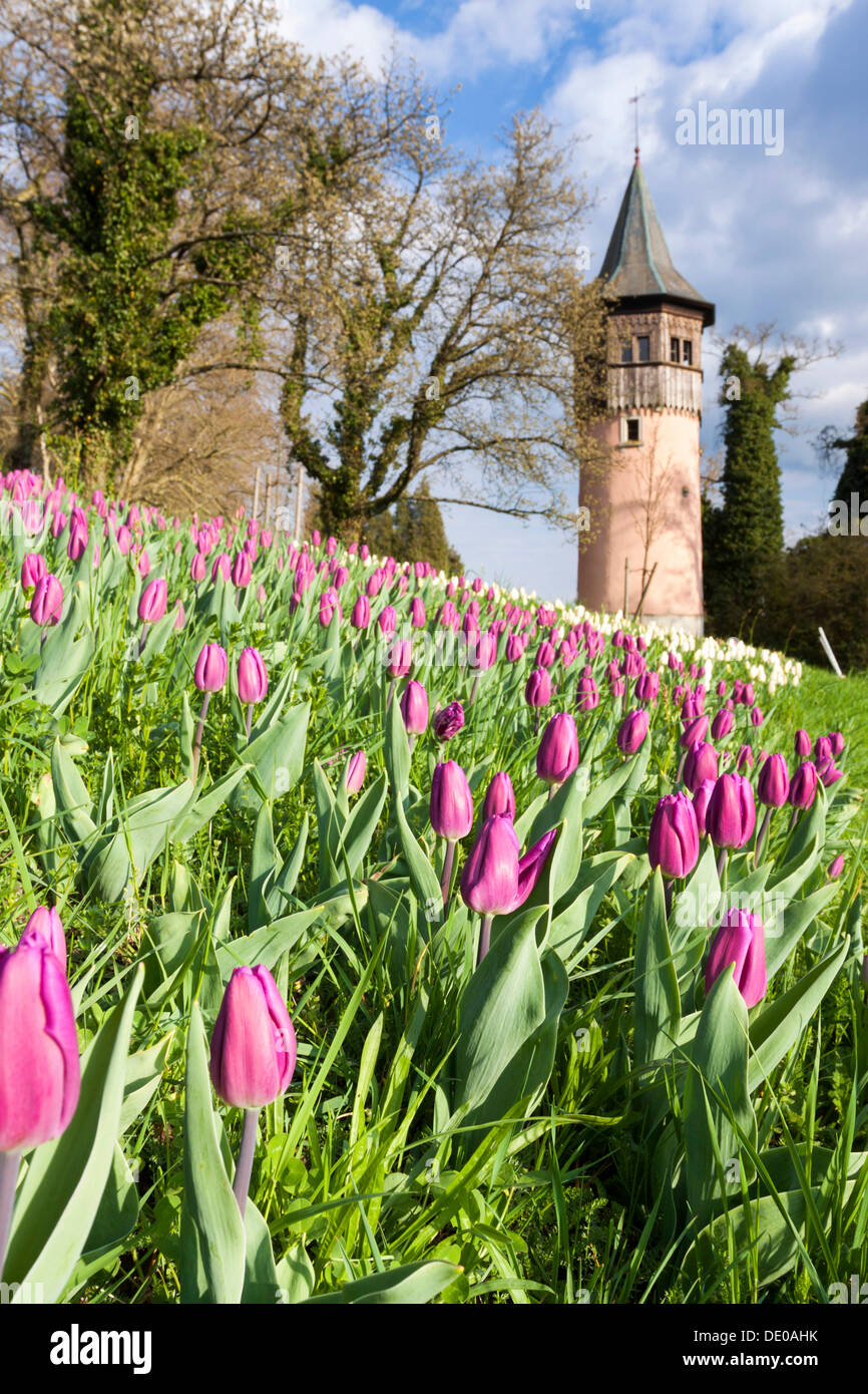 Meer von Tulpen mit dem Schwedisch-Turm auf der Insel Mainau im Bodensee, Baden-Württemberg, PublicGround Stockfoto