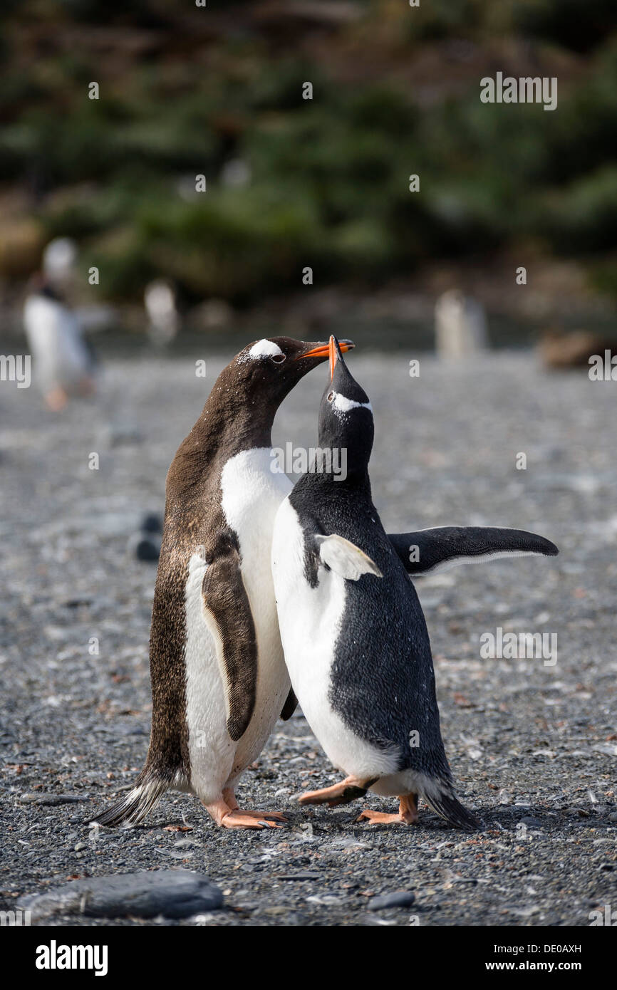 Gentoo Penguins (Pygoscelis Papua), Küken, betteln, Gold Harbour, Antarktis, Südgeorgien, Subantarktis Stockfoto