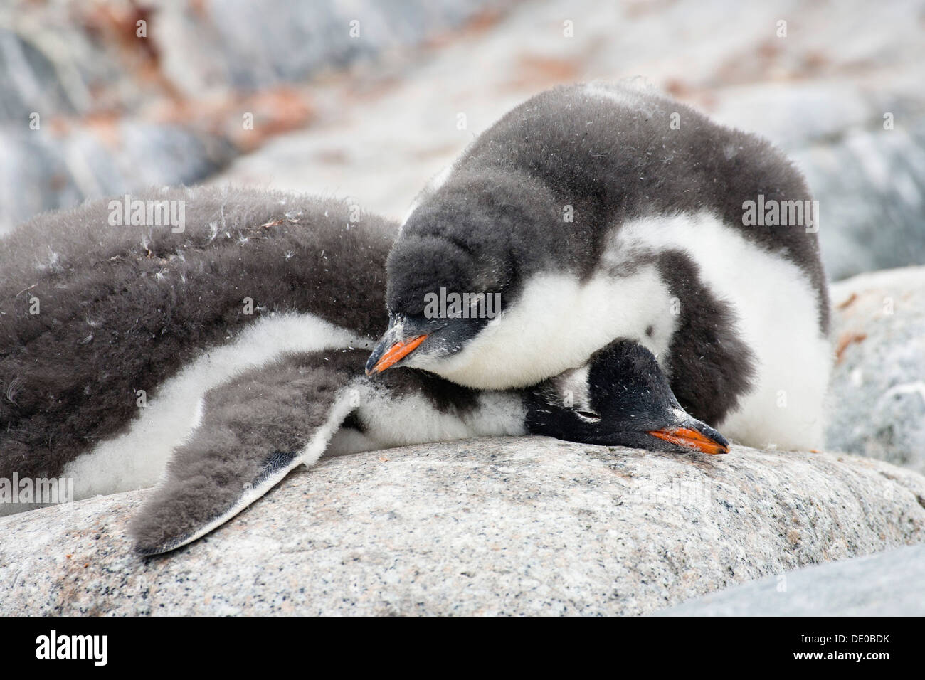Young Gentoo Penguins (Pygoscelis Papua), schlafen, antarktische Halbinsel, Antarktis Stockfoto