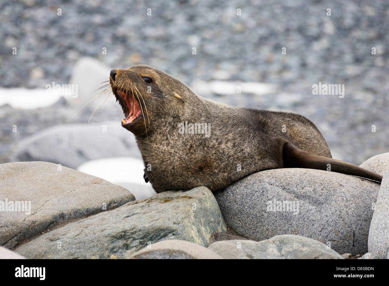 Antarktis-Seebär (Arctocephalus Gazella), bedrohlich, Half Moon Island, Süd-Shetland-Inseln, Antarktis Stockfoto