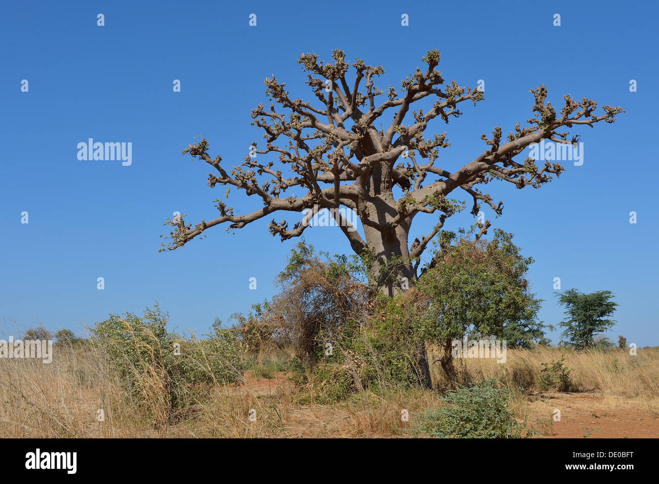 Baobab - Baum toten Ratte - Affe-Brot - Upside-Down-Baum (Affenbrotbäume Digitata) in der Nähe der Reserve Bandia Stockfoto