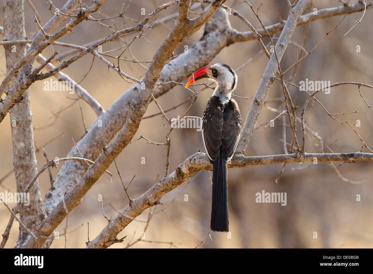 Rot-billed Hornbill (Tockus Erythrorhynchus) Stockfoto