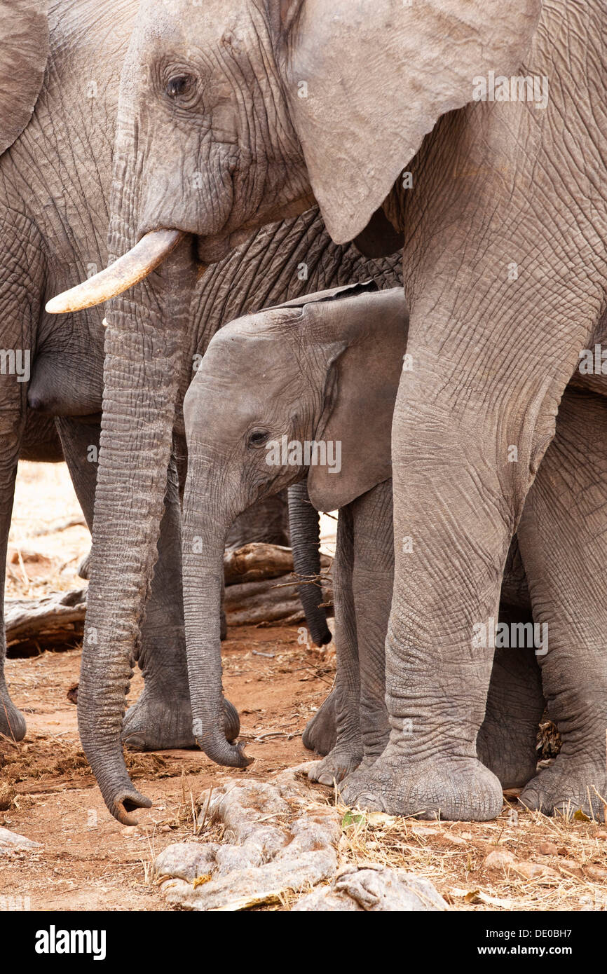 Afrikanische Elefanten (Loxodonta Africana) mit jungen Stockfoto