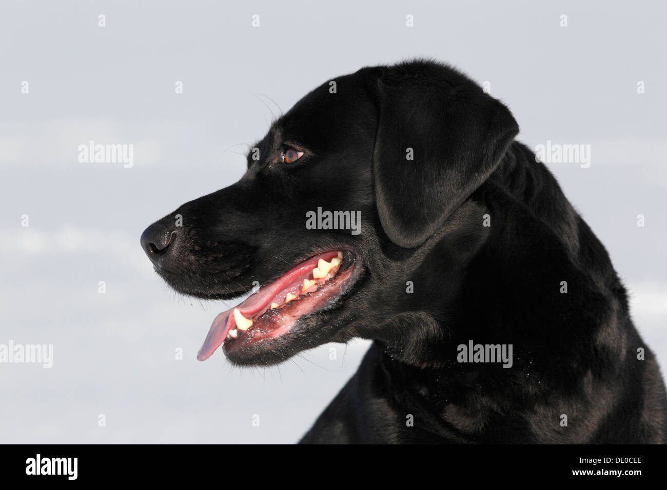Black Labrador Retriever, Rüde, im Schnee Stockfoto