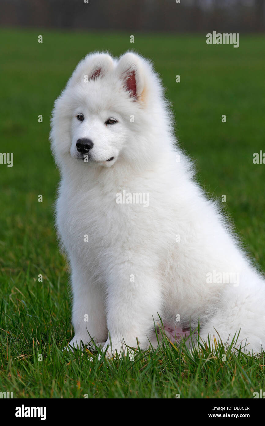 Samoyed Hund, Welpe, 3,5 Monate, Männlich, sitzen auf einer Wiese Stockfoto