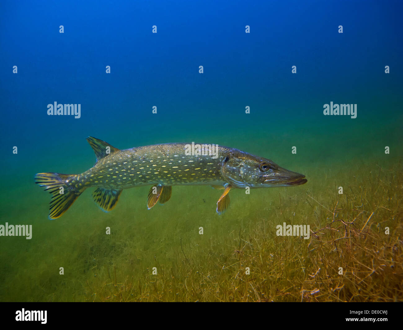 Hecht (Esox Lucius) auf Nahrungssuche, Helenesee See in der Nähe von Frankfurt An Der Oder, Brandenburg Stockfoto