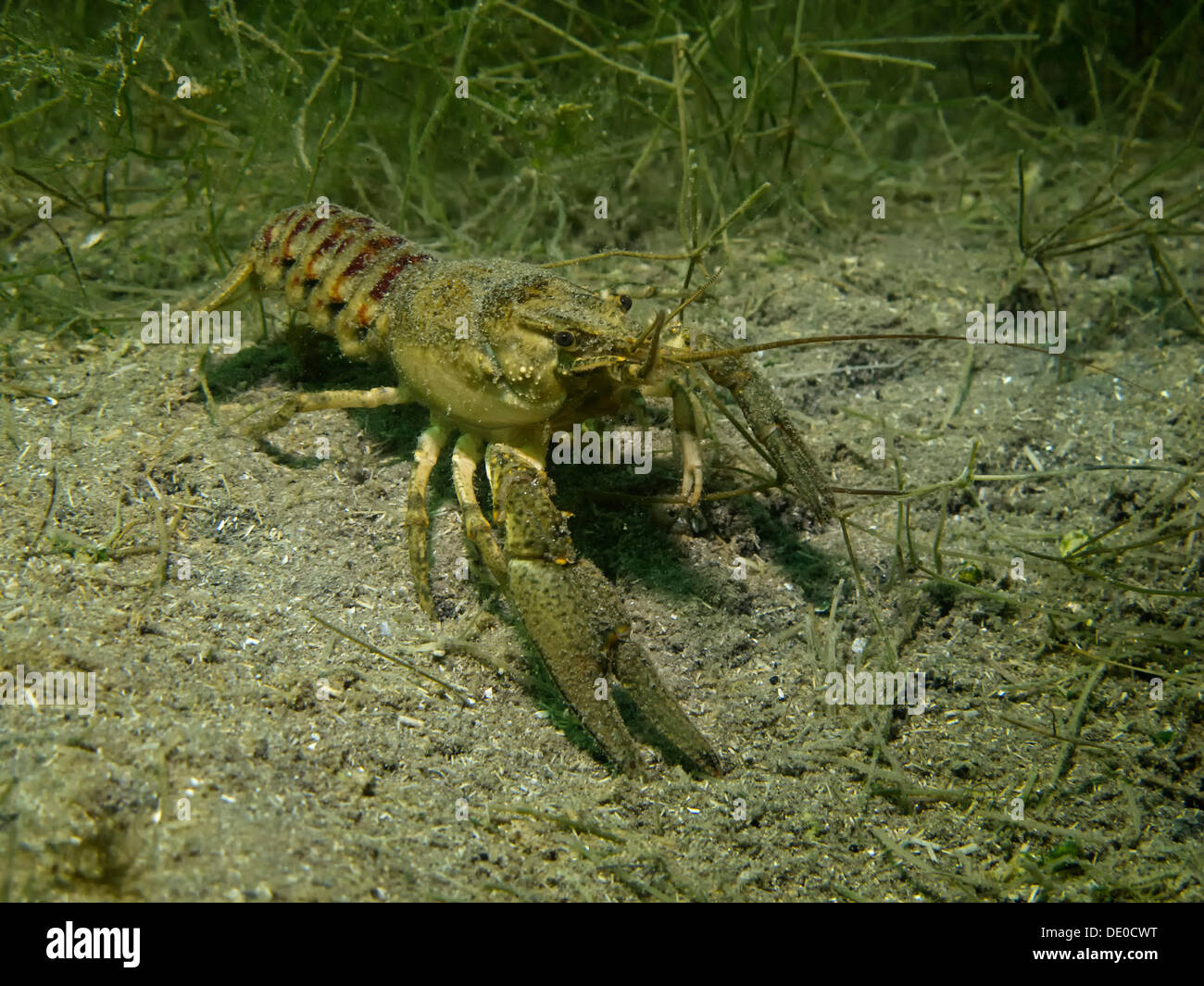 Amerikanischer Flusskrebs (Orconectes Limosus), verantwortlich für die Verbreitung der Krebspest, eine pilzartige Krankheit, die gefährdet Stockfoto