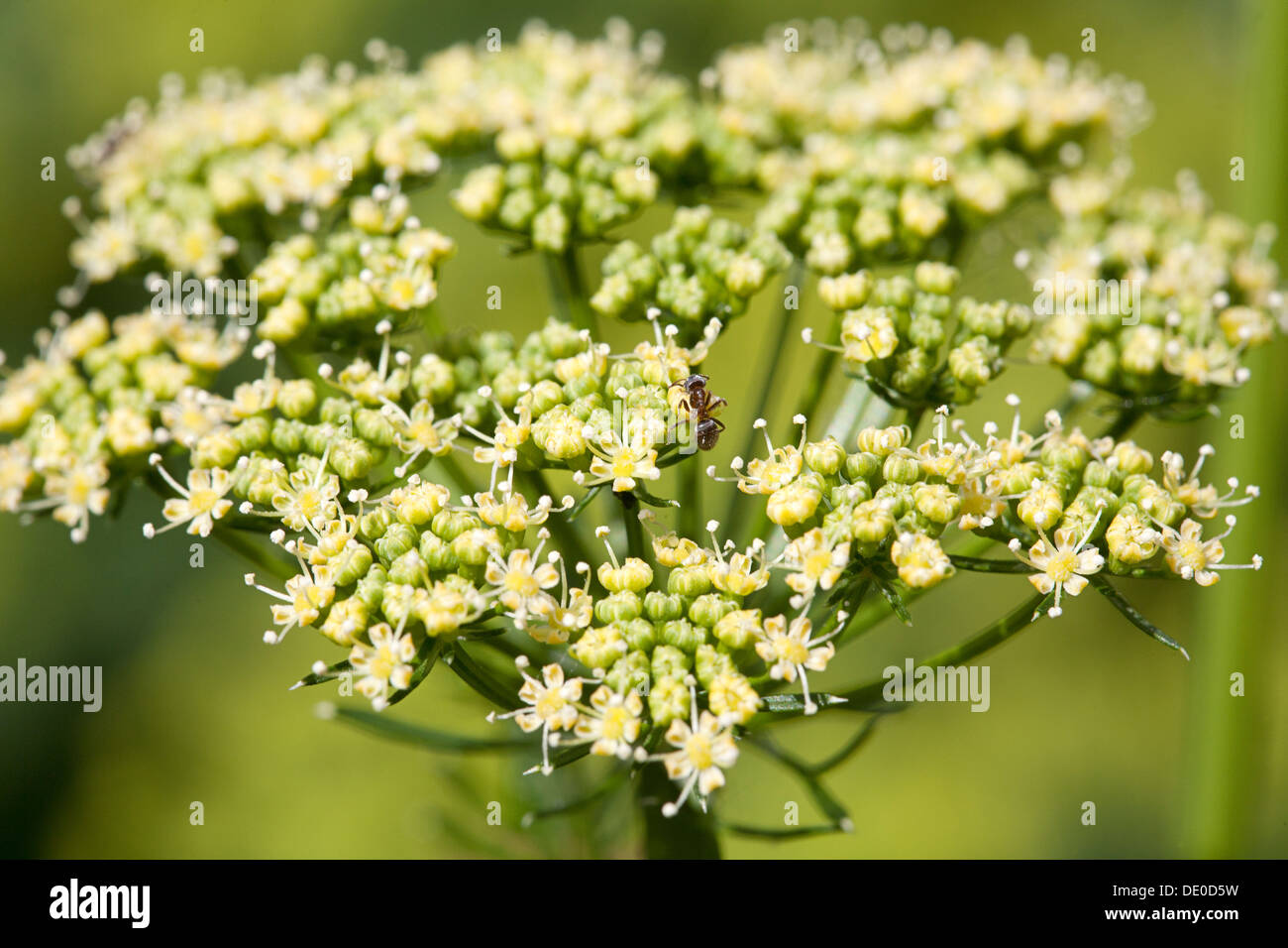 Blühenden Garten Petersilie (Petroselinum Crispum) Stockfoto