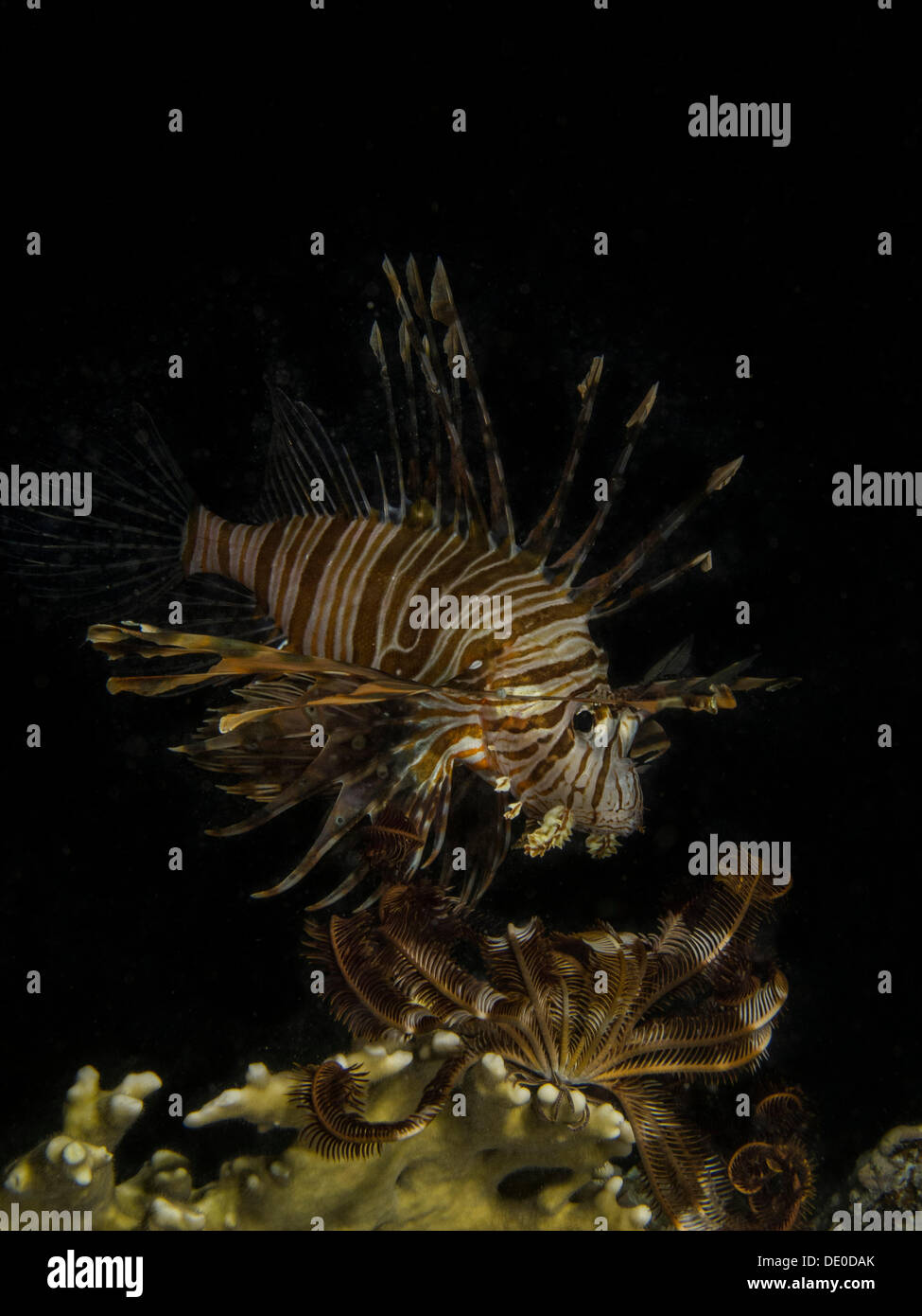 Gemeinsamen Rotfeuerfisch oder Teufel Feuerfisch (Pterois Miles), Mangrove Bay, Rotes Meer, Ägypten, Afrika Stockfoto