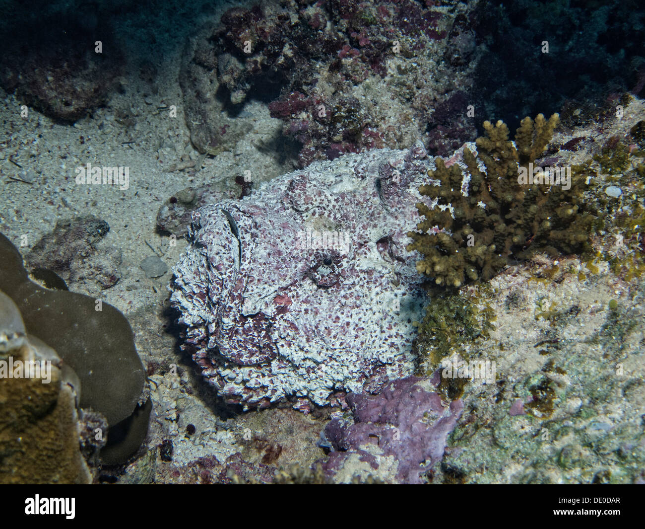 Steinfisch (Synanceia verzweigt), eines der giftigsten Fisch in der Welt, Mangrove Bay, Rotes Meer, Ägypten, Afrika Stockfoto
