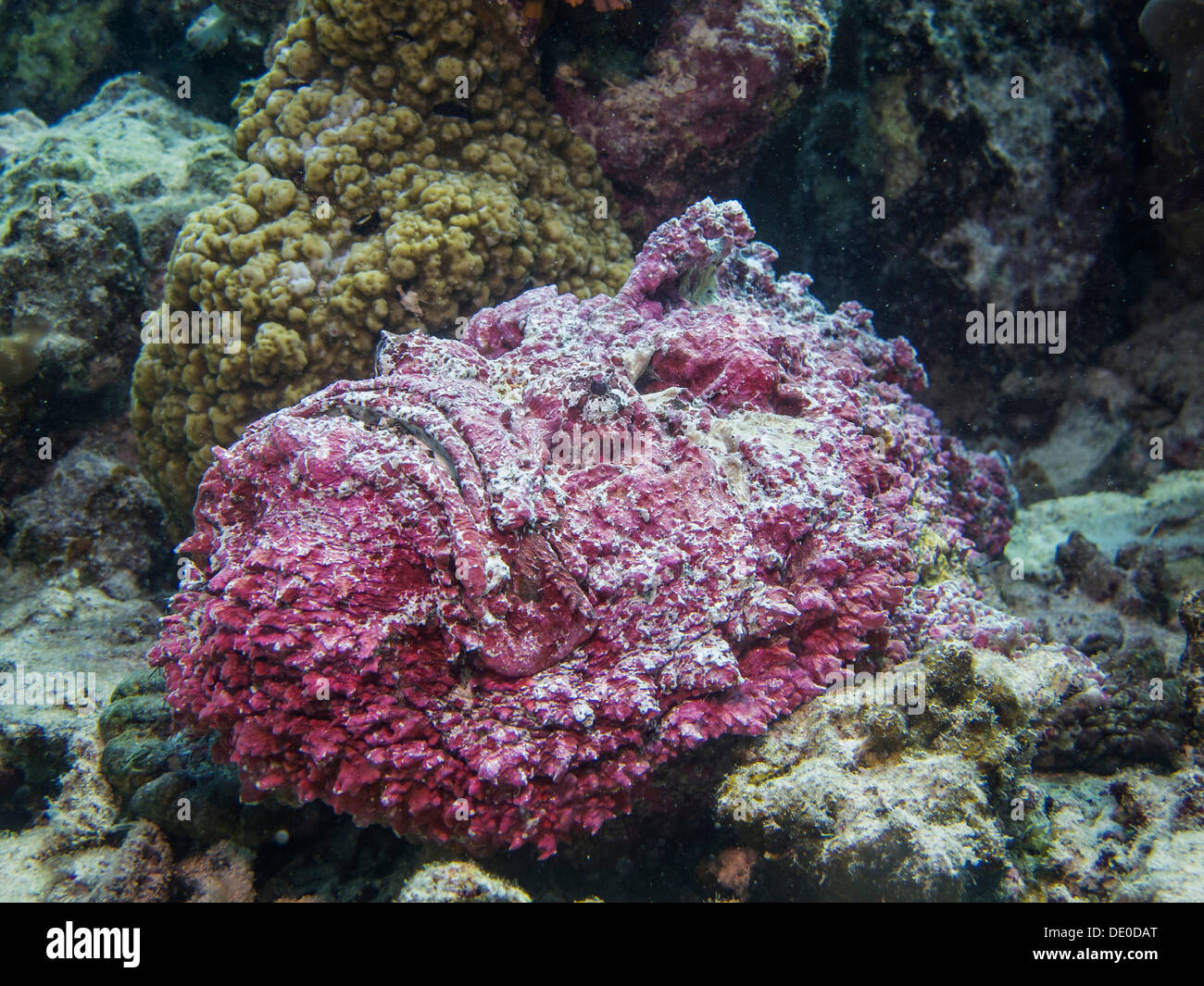 Steinfisch (Synanceia verzweigt), eines der giftigsten Fisch in der Welt, Mangrove Bay, Rotes Meer, Ägypten, Afrika Stockfoto