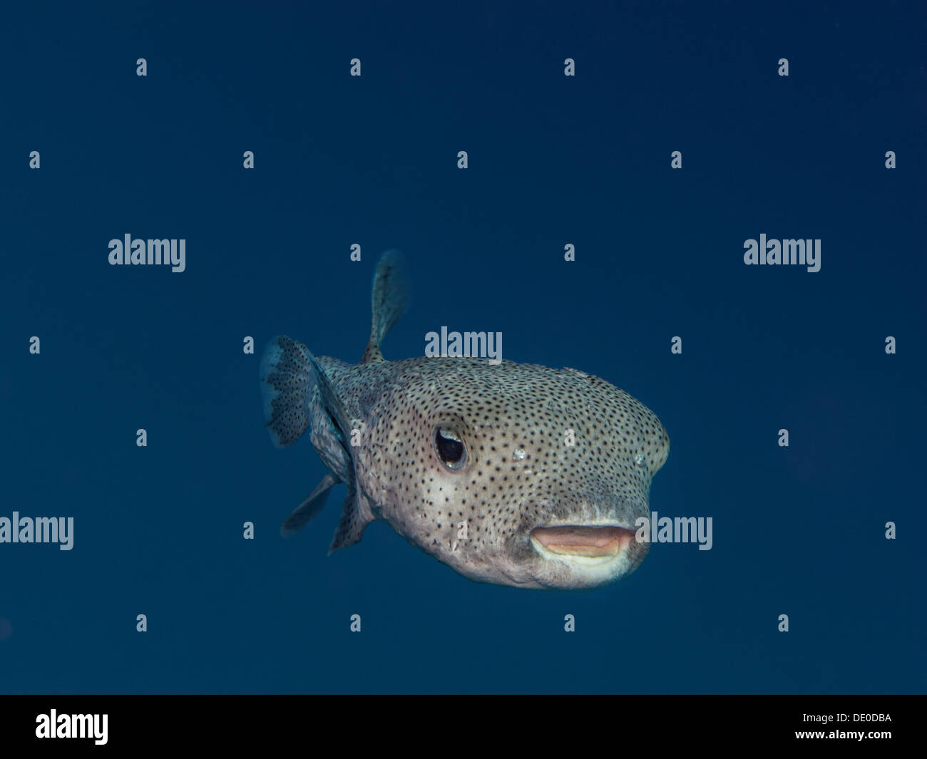 Spot-Fin Igelfischen (Diodon Hystrix), Mangrove Bay, Rotes Meer ...