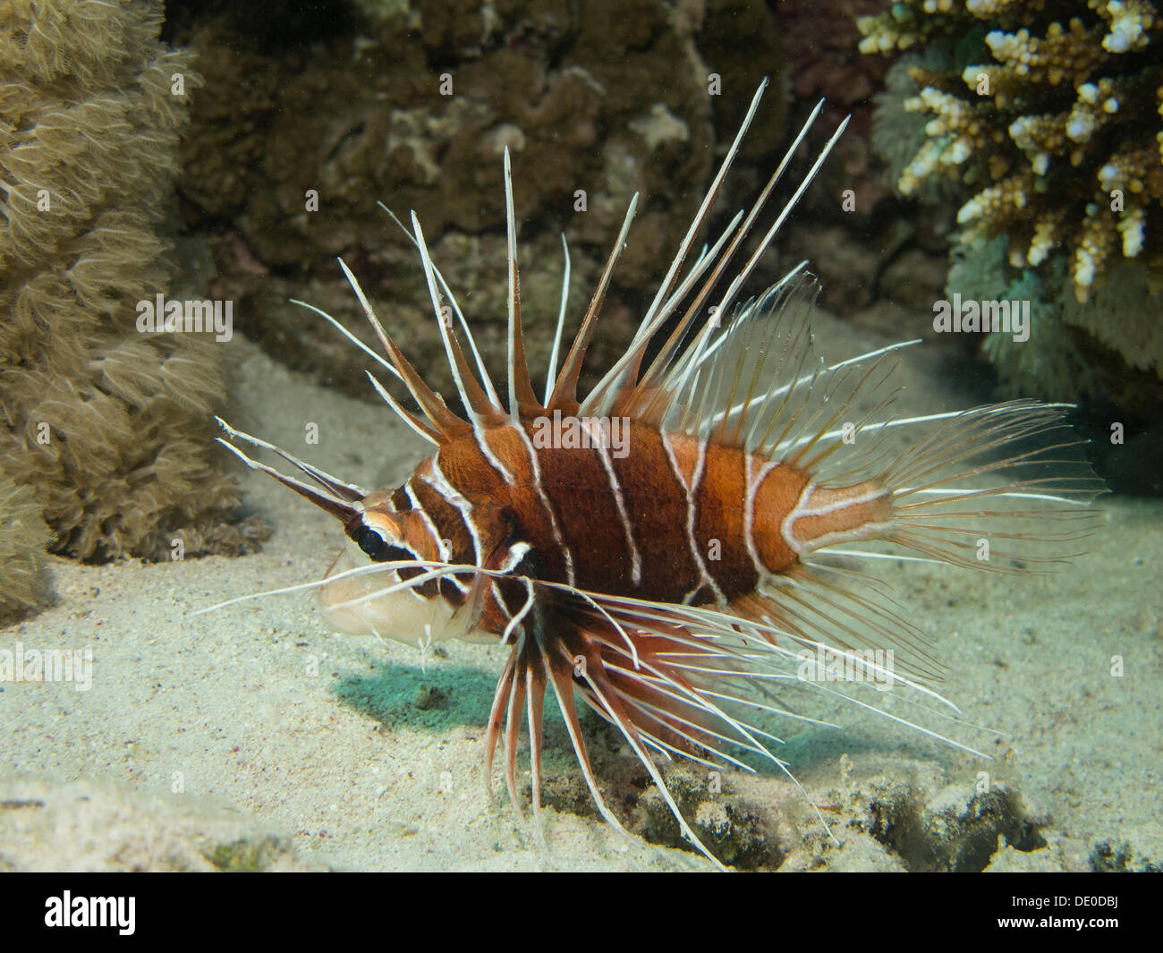 Clearfin Lionfish, Tailbar Rotfeuerfisch oder radialen Feuerfisch (Pterois Radiata), Mangrove Bay, Rotes Meer, Ägypten, Afrika Stockfoto