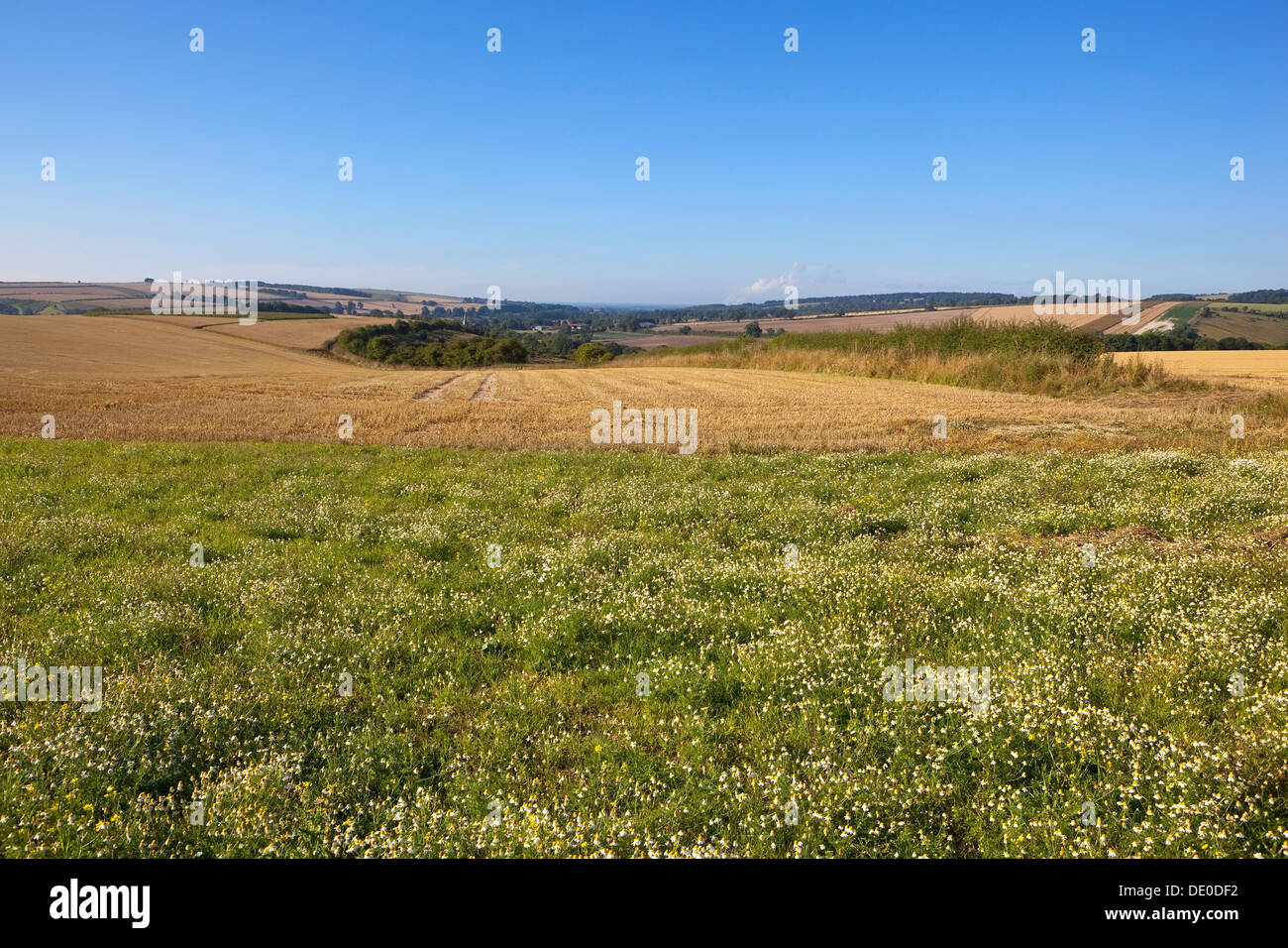 Mais-Kamille-Blüte von einem Stoppelfeld in der Patchwork-Landschaft der Yorkshire Wolds im Sommer. Stockfoto