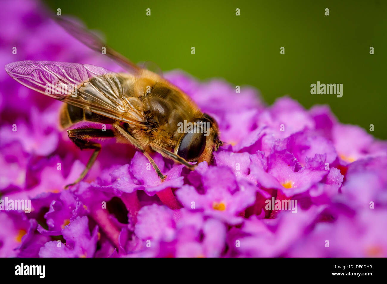 Tierwelt - Hoverfly einen Drink an einer Sommerflieder - Eristalis Pertinax - Sommerflieder Davidii, UK Stockfoto