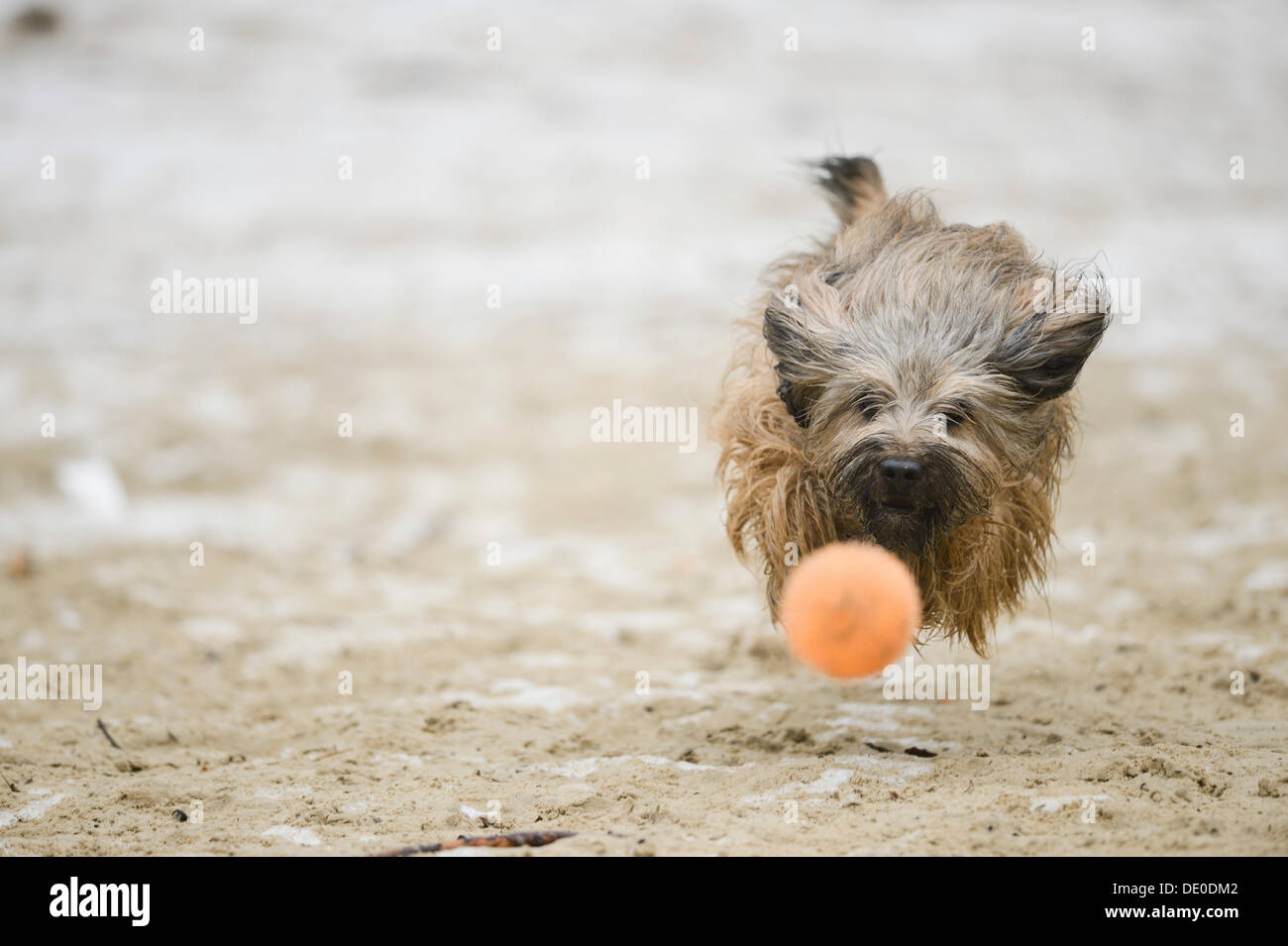 Gos d'Atura Català oder Catalan Sheepdog, läuft nach einem Ball, Naherholungsgebiet Warwer Sand, Stuhr, Niedersachsen, Deutschland Stockfoto