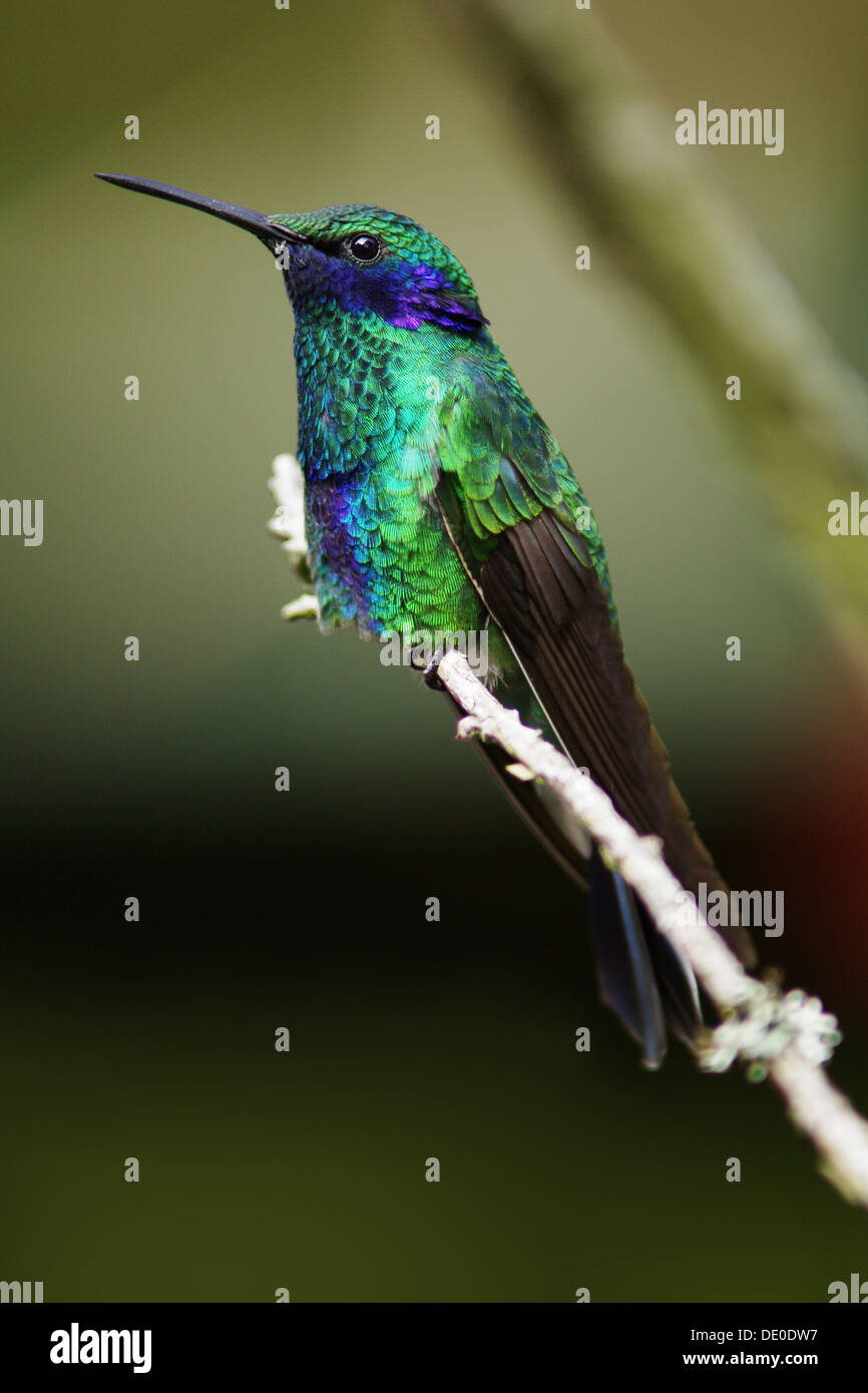 Funkelnde Violetear - Colibri coruscans Stockfoto